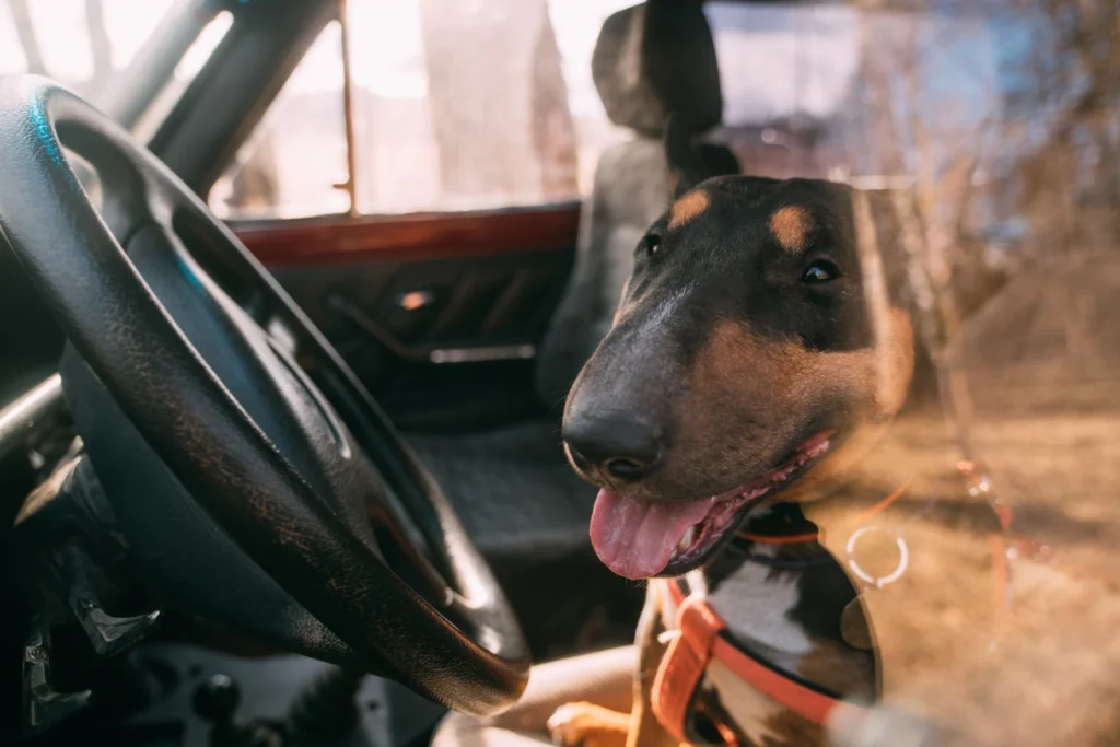 Honda Odyssey Dog Car Seat for Bull Terriers