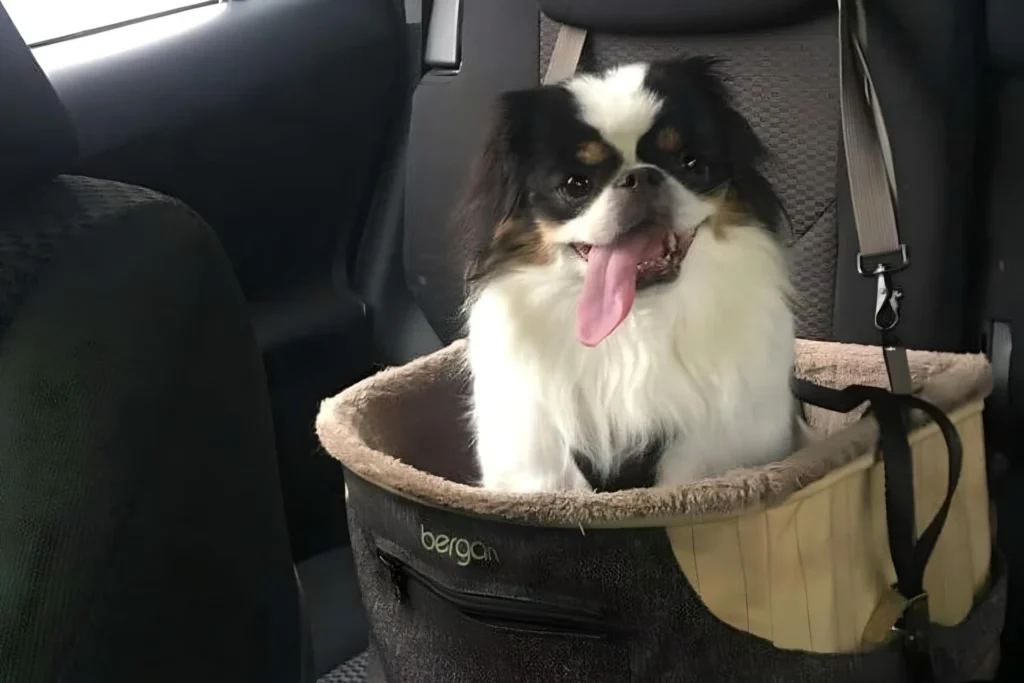 Jeep Wrangler Dog Car Seat for Japanese Chin