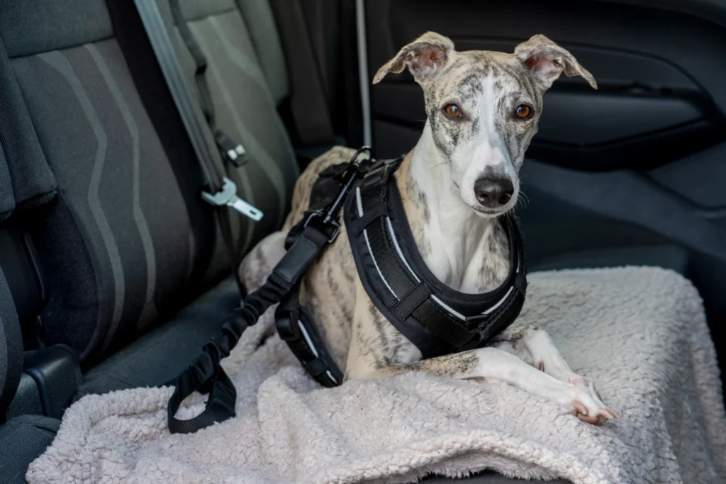 Volkswagen Passat Dog Car Seat for Whippets