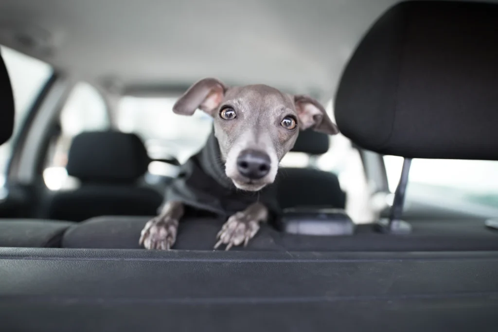 Nissan Maxima Dog Safety Belt for Italian Greyhounds