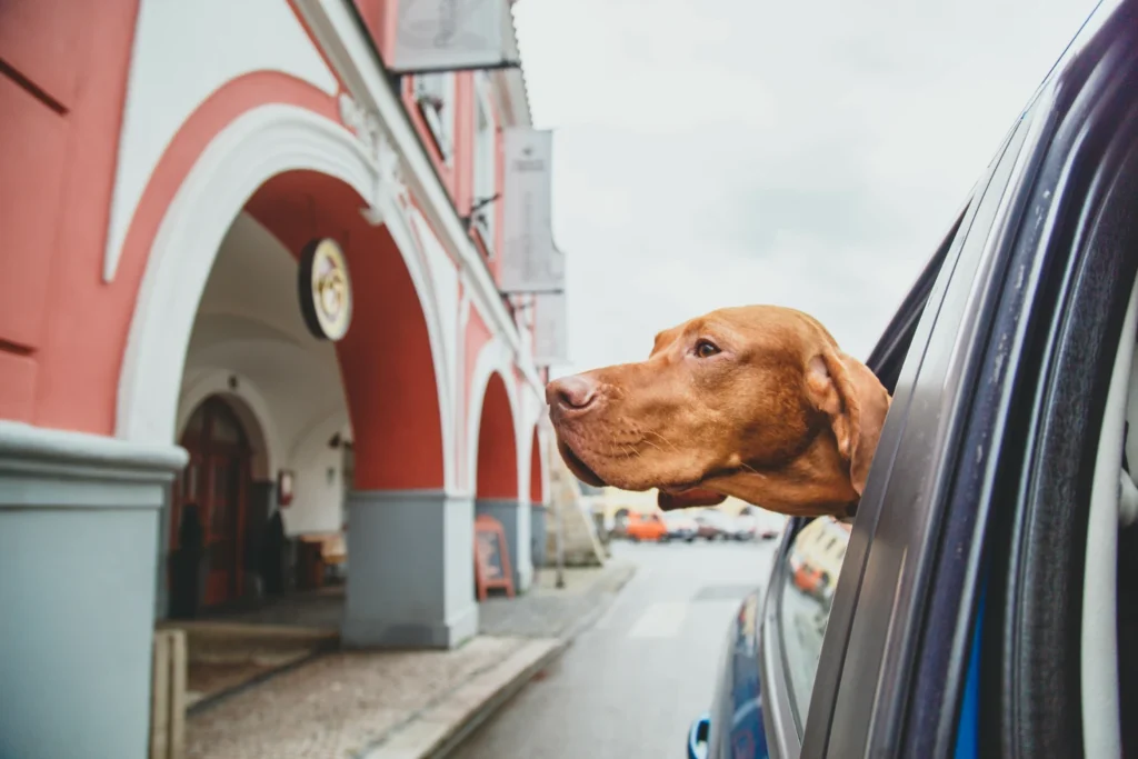 Cadillac XT5 Dog Safety Belt for Vizslas