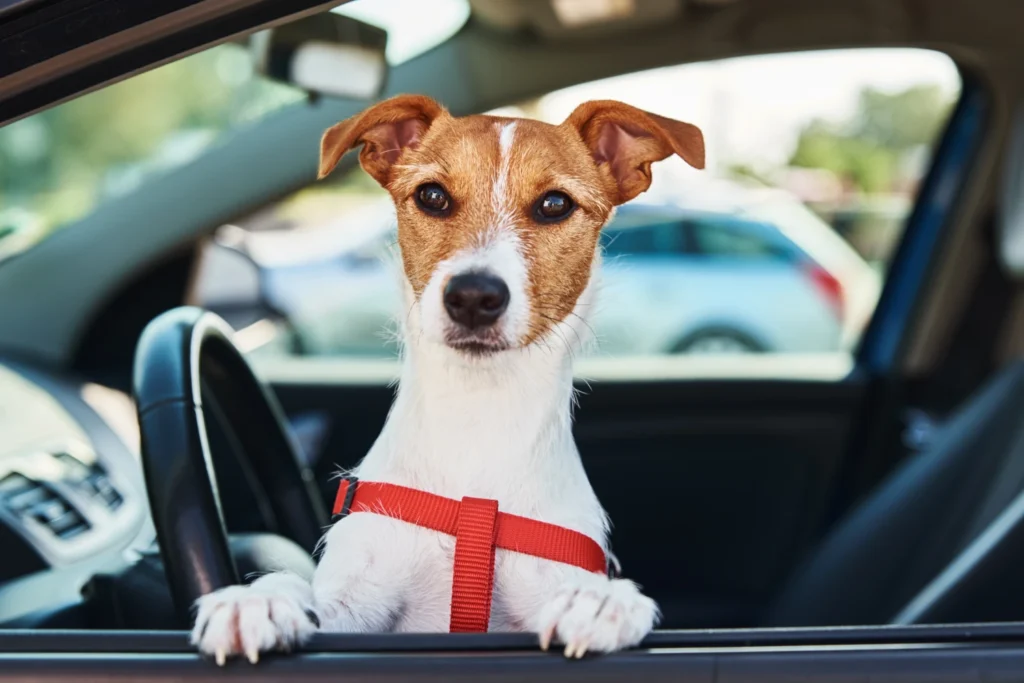 Audi A4 Dog Car Seat Belt for Russell Terriers