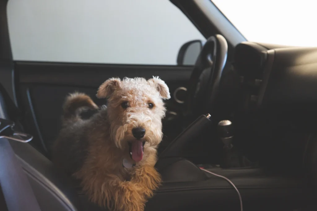 Toyota RAV4 Dog Car Seat for Lakeland Terriers