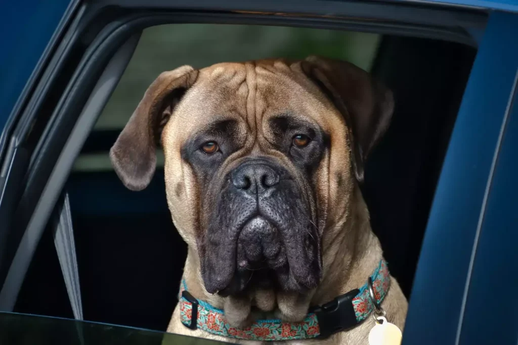 Chevrolet Colorado Dog Safety Belt for Mastiffs