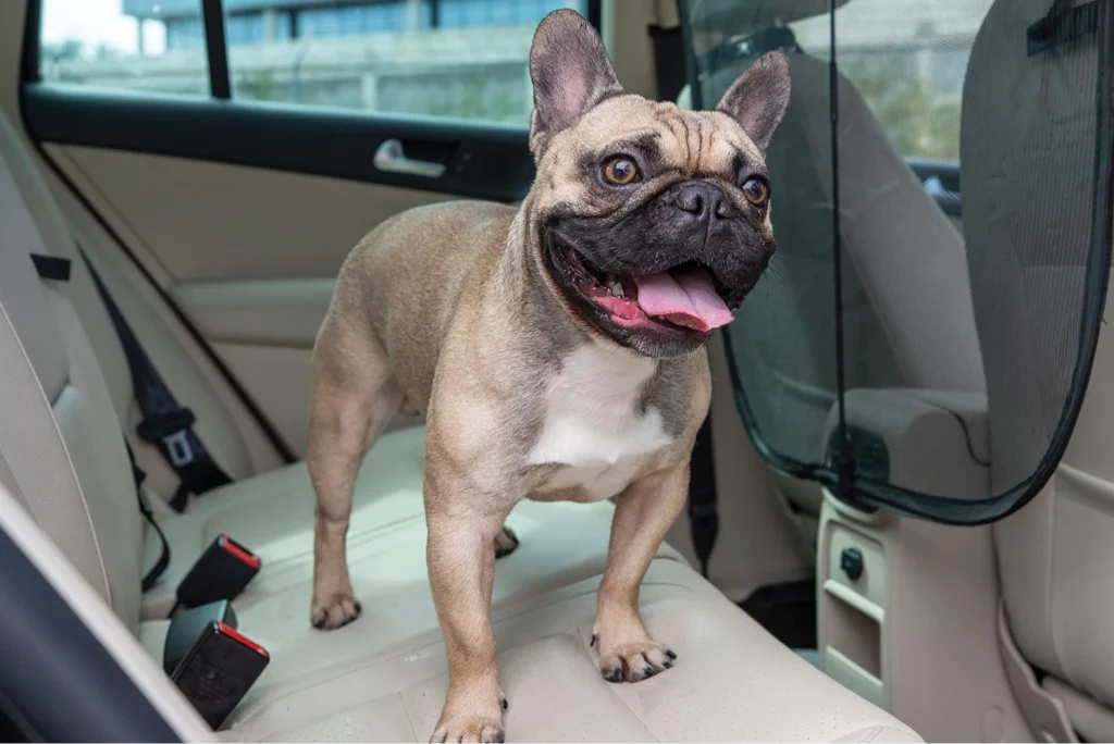 pet seat cover for Subaru Forester