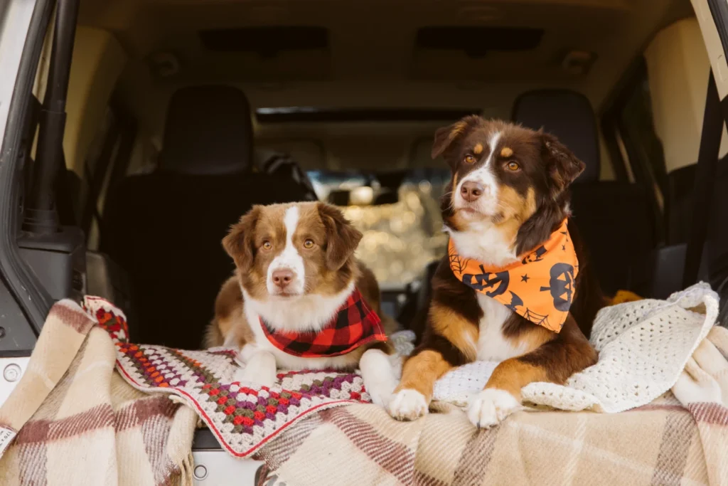 Jeep Compass Dog Car Seat for Miniature American Shepherds