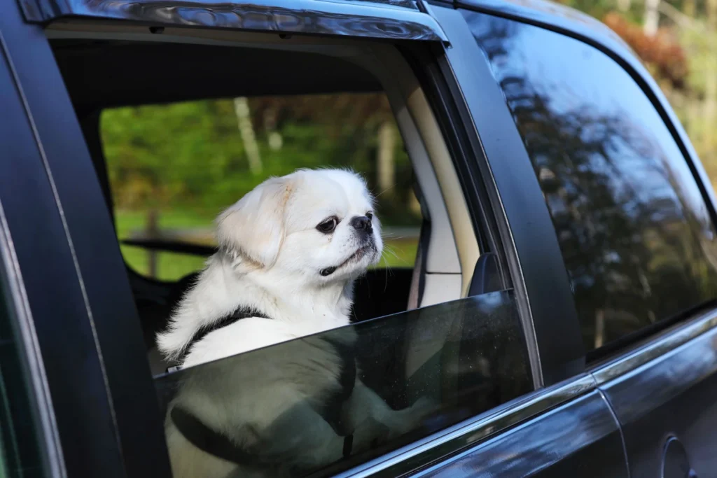 Ford Ranger Dog Carrier Car Seat for Pekingese