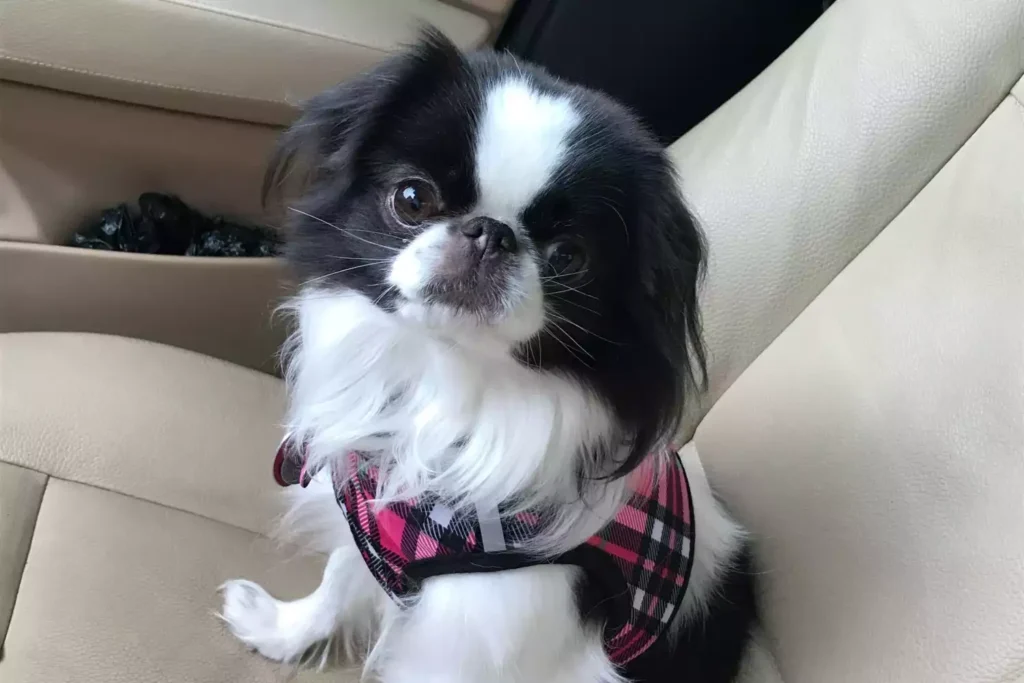 Jeep Wrangler Dog Car Seat for Japanese Chin