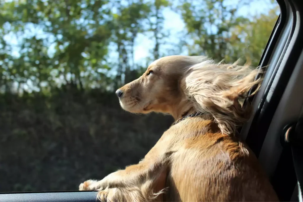 Hyundai Palisade Dog Safety Belt for Cocker Spaniels