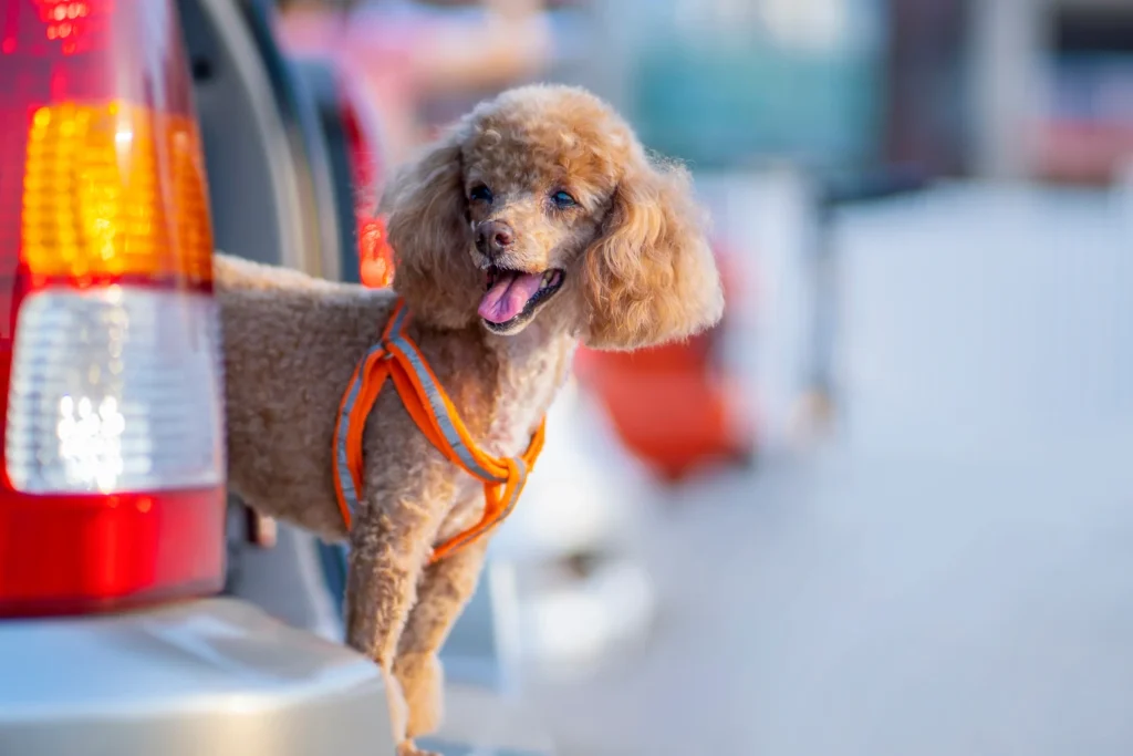 Dodge Challenger Dog Car Seat for Toy Poodles