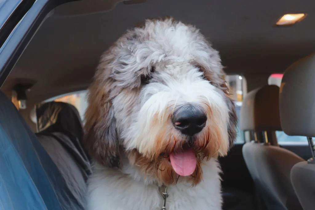 Toyota Prius Back Seat Cover for Old English Sheepdogs