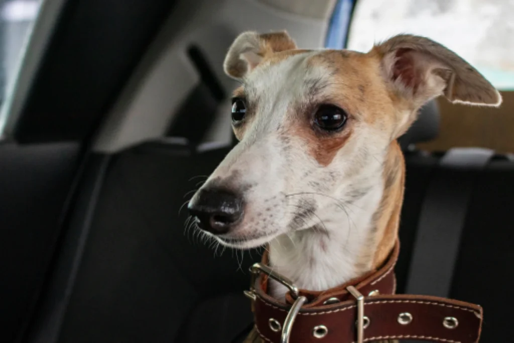 Volkswagen Passat Dog Car Seat for Whippets