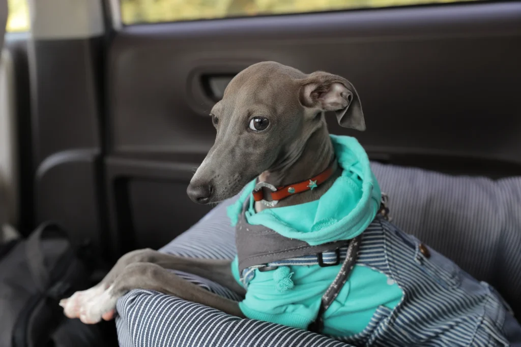 Nissan Maxima Dog Safety Belt for Italian Greyhounds