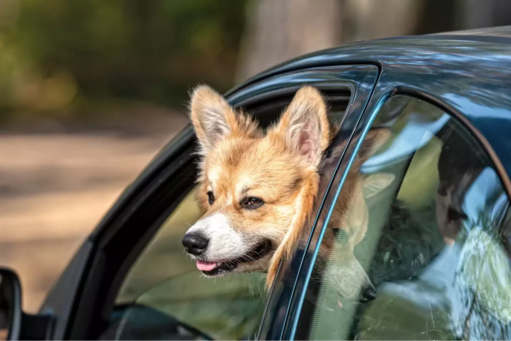 Audi Q5 Dog Car Seat Belt for Pembroke Welsh Corgis