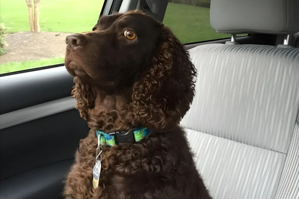 Tesla Model 3 Dog Car Seat for American Water Spaniels