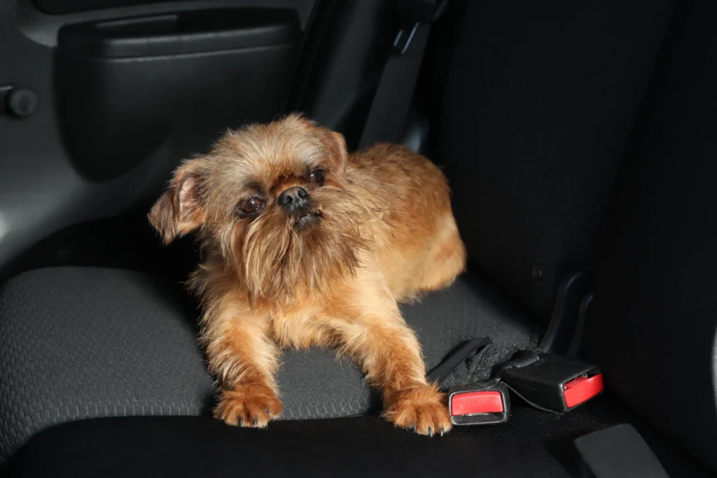 Tesla Model Y Dog Car Seat Belt for Brussels Griffons