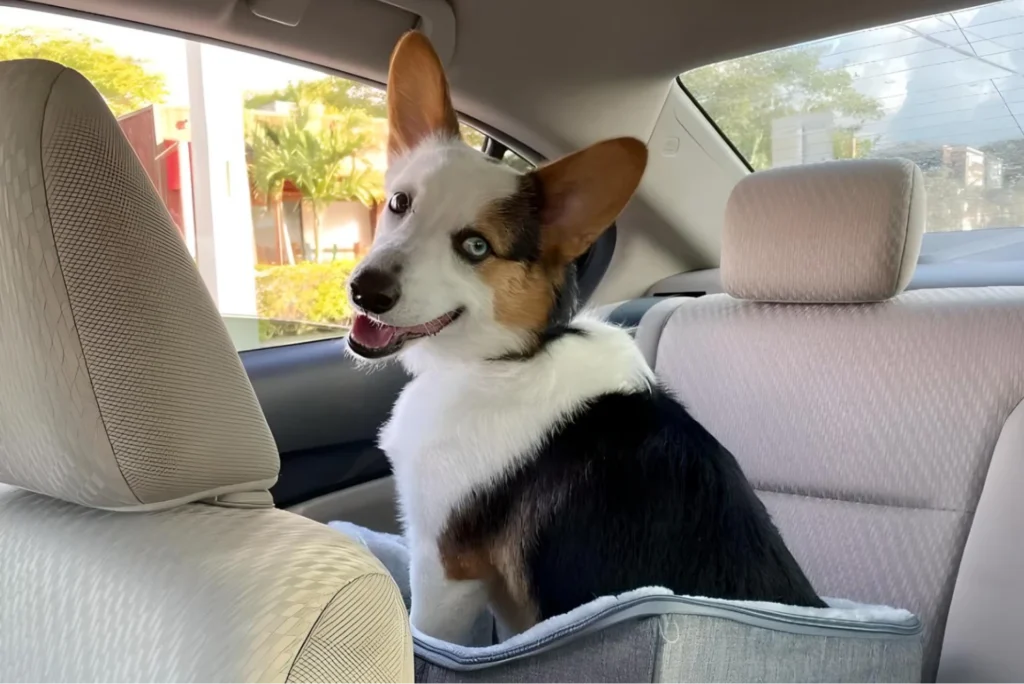 Mercedes-Benz GLE Dog Car Seat for Cardigan Welsh Corgis