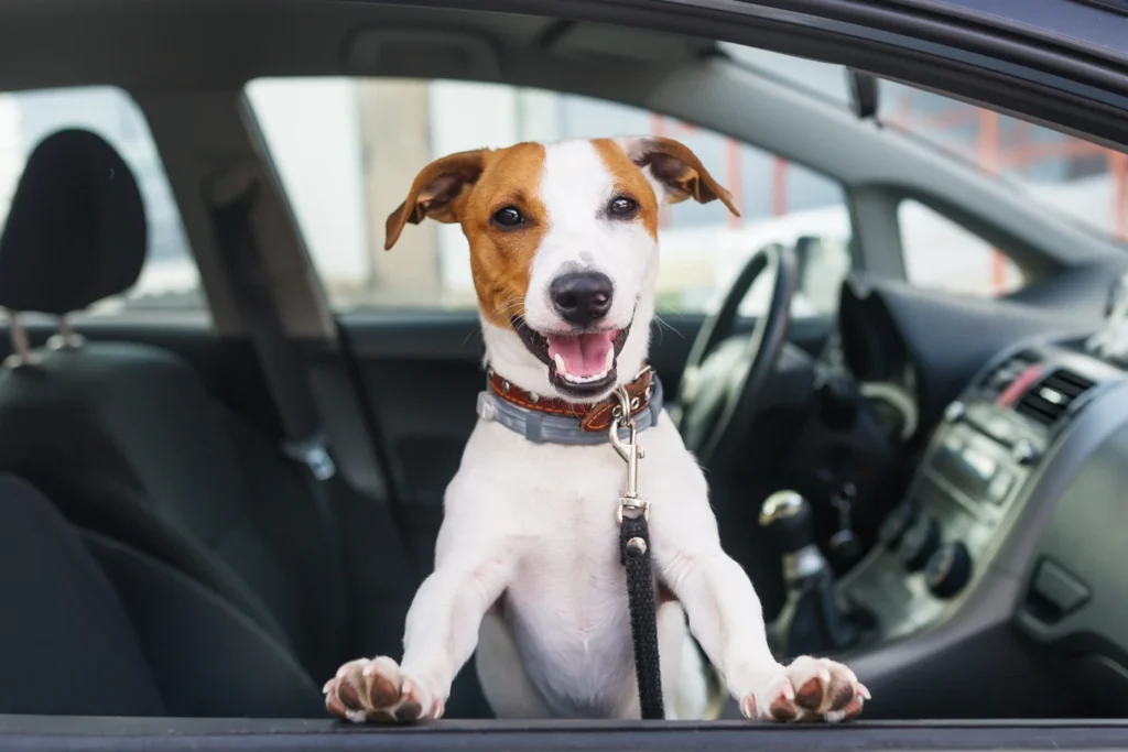 Audi A4 Dog Car Seat for Russell Terriers