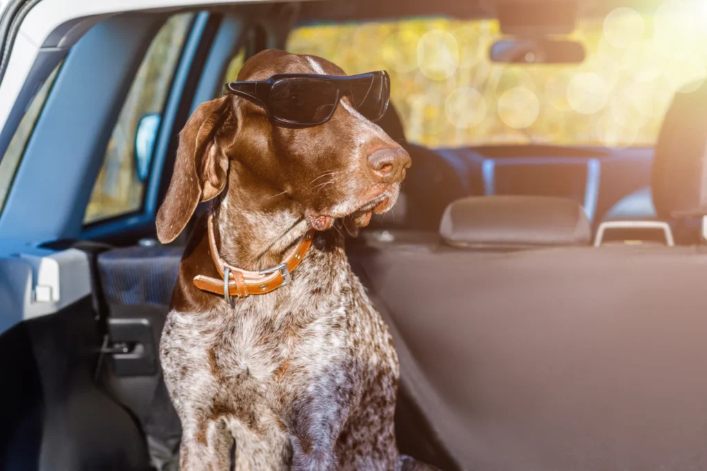 Nissan Frontier Dog Safety Belt for German Shorthaired Pointers