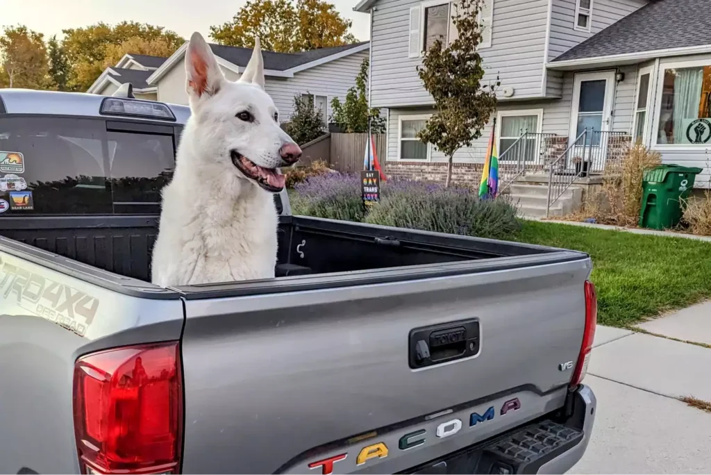 toyota tacoma dog seat cover