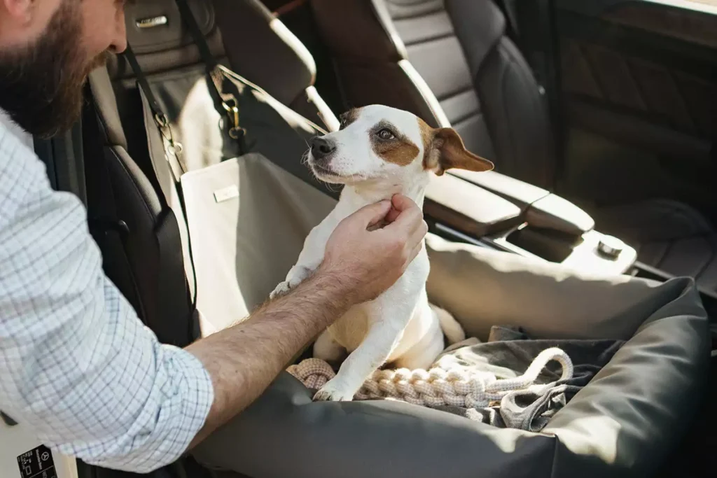 Audi A4 Dog Car Seat for Russell Terriers