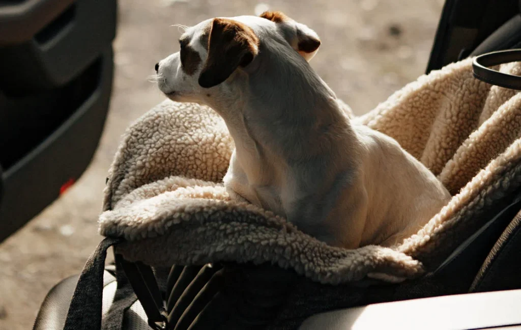 dog carrier for car back seat