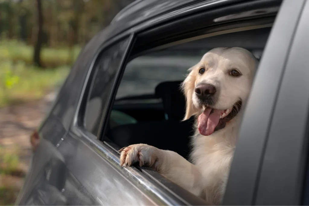 dog seat belt jeep