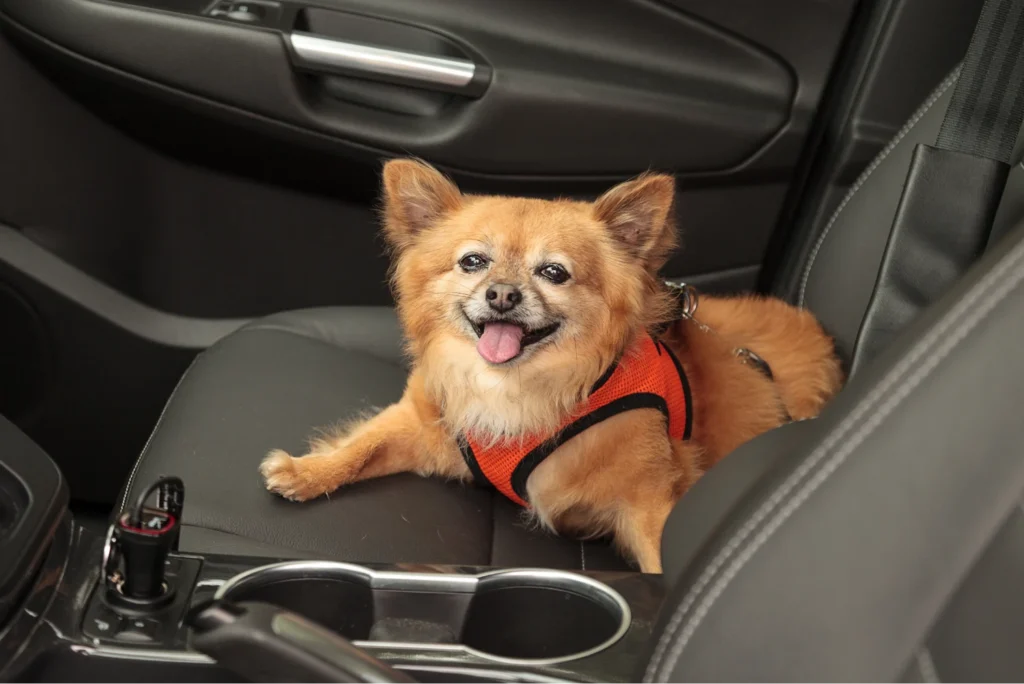 dog carrier for car seat