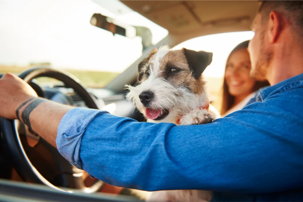 3-in-1 dog bed carrier and car seat