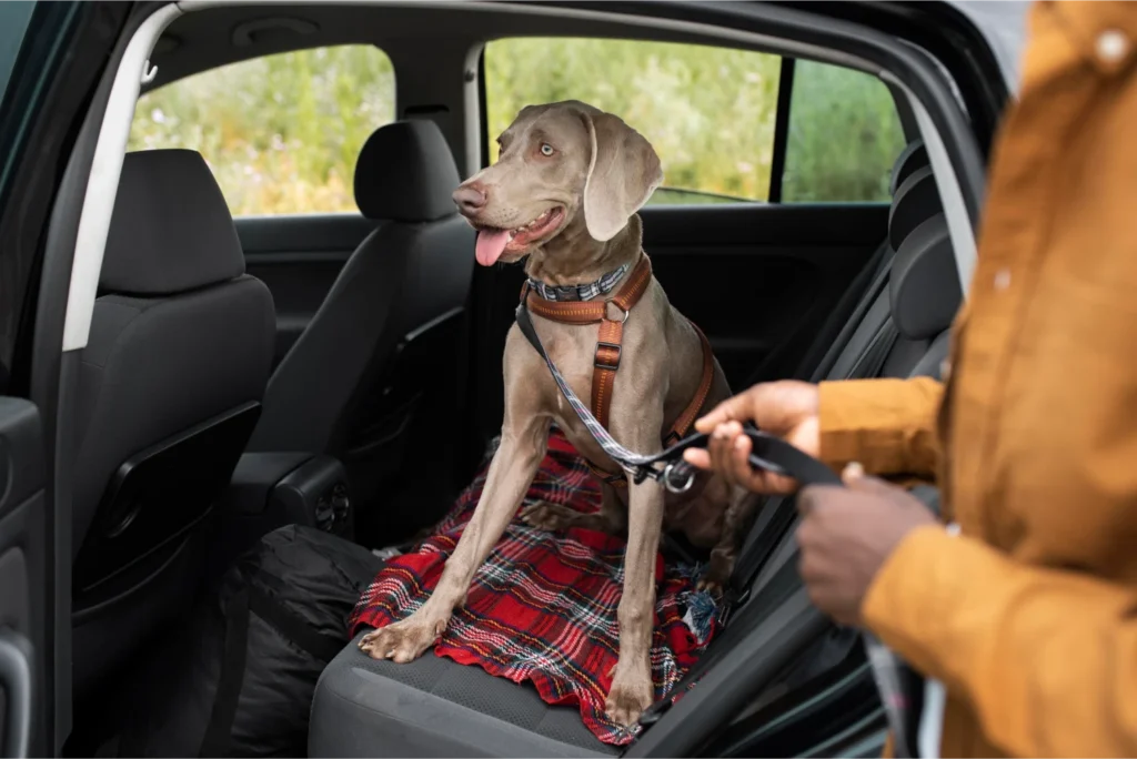 Dog Back Seat Cover for Honda Accord