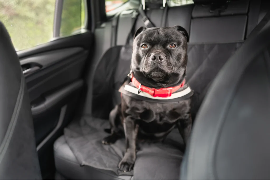 Pet Seat Cover for Kia Soul