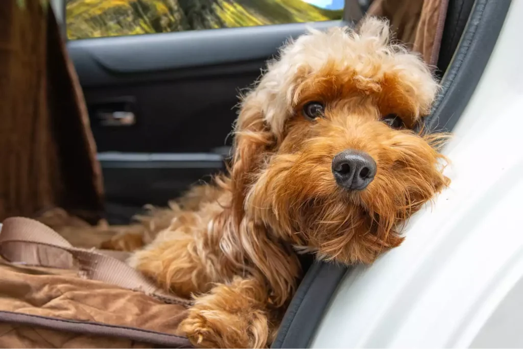 Pet Seat Cover for Hyundai Elantra