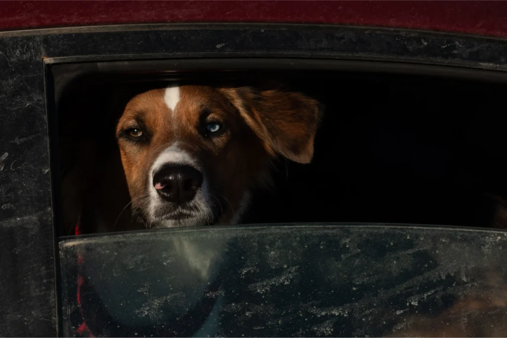 Pet Seat Cover for Toyota Highlander