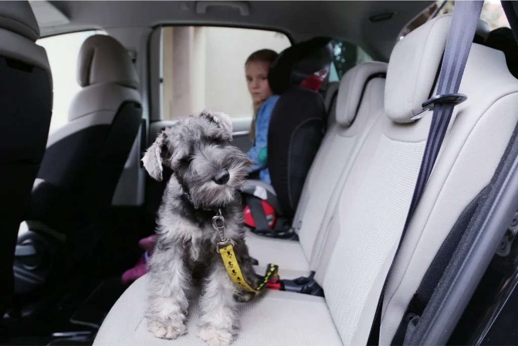 Chevrolet Traverse Dog Carrier Car Seat for Miniature Schnauzer