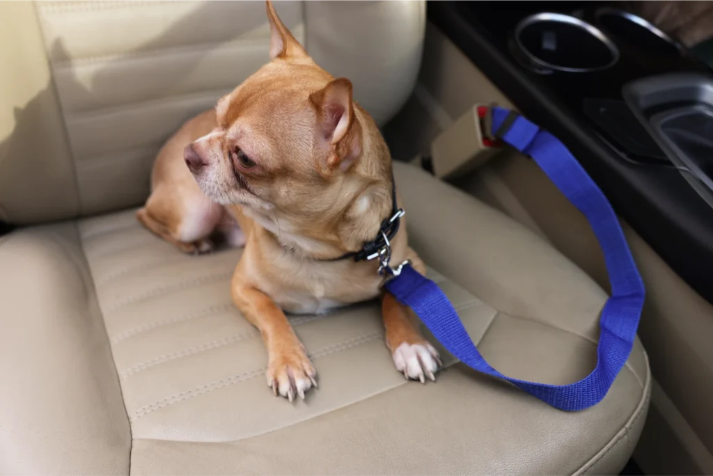 dog carrier for car back seat